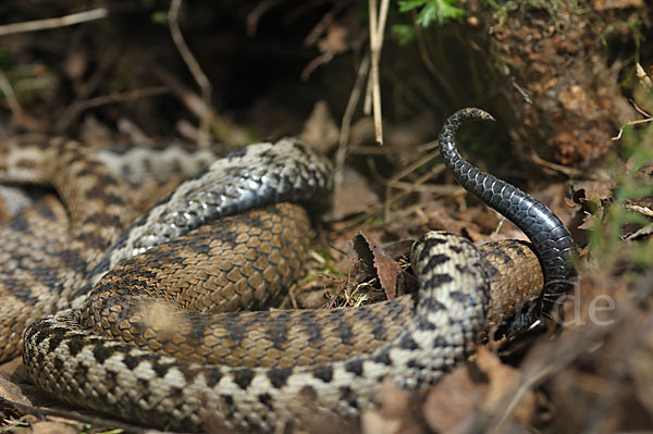 Kreuzotter (Vipera berus)