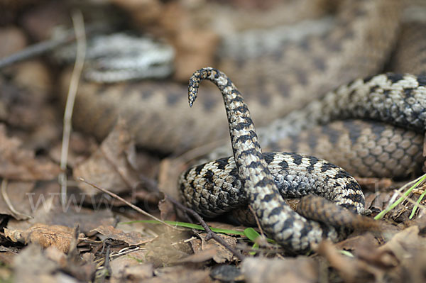 Kreuzotter (Vipera berus)