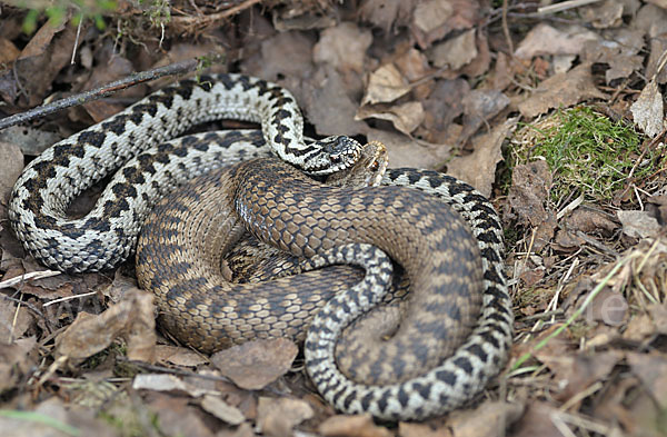 Kreuzotter (Vipera berus)