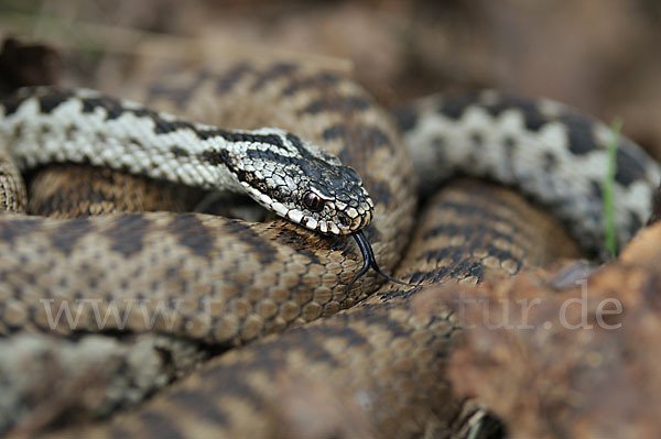 Kreuzotter (Vipera berus)