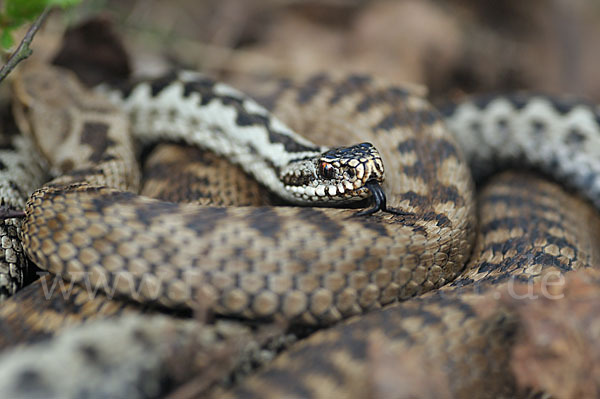 Kreuzotter (Vipera berus)