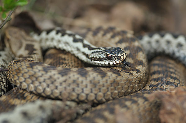 Kreuzotter (Vipera berus)