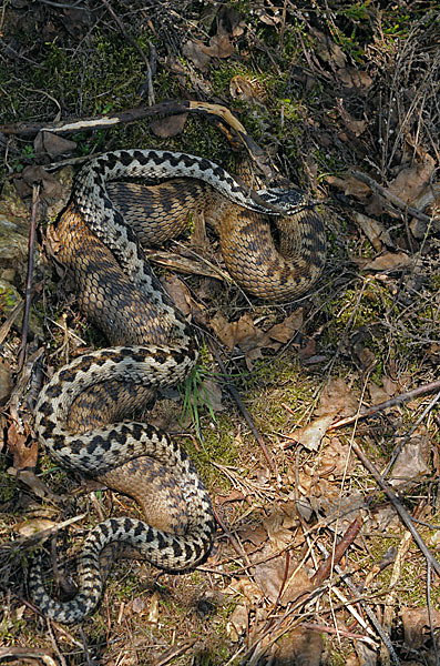 Kreuzotter (Vipera berus)