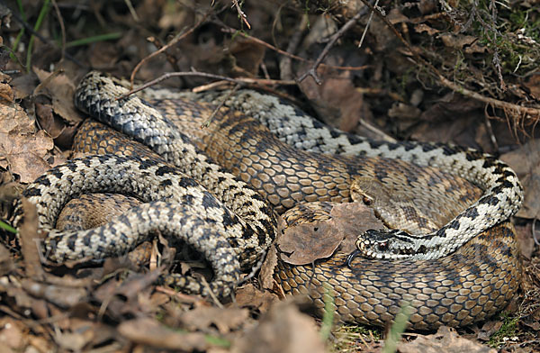 Kreuzotter (Vipera berus)