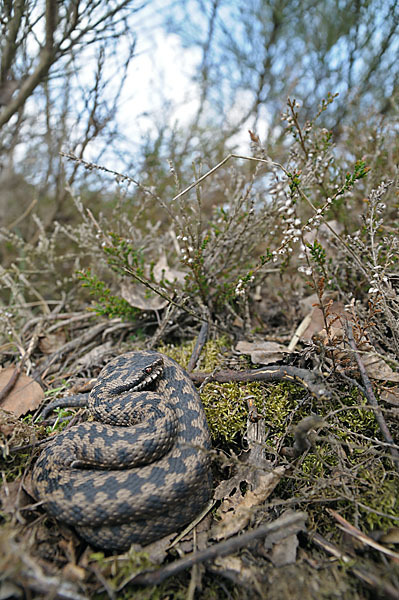 Kreuzotter (Vipera berus)