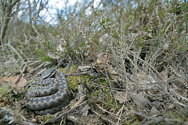 Kreuzotter (Vipera berus)