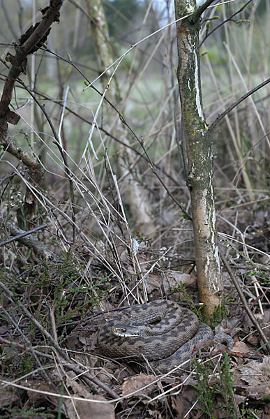 Kreuzotter (Vipera berus)