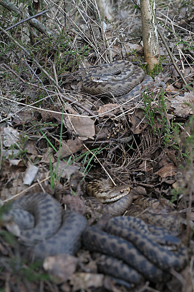 Kreuzotter (Vipera berus)