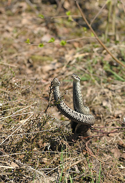 Kreuzotter (Vipera berus)