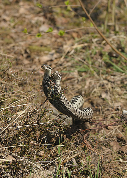 Kreuzotter (Vipera berus)