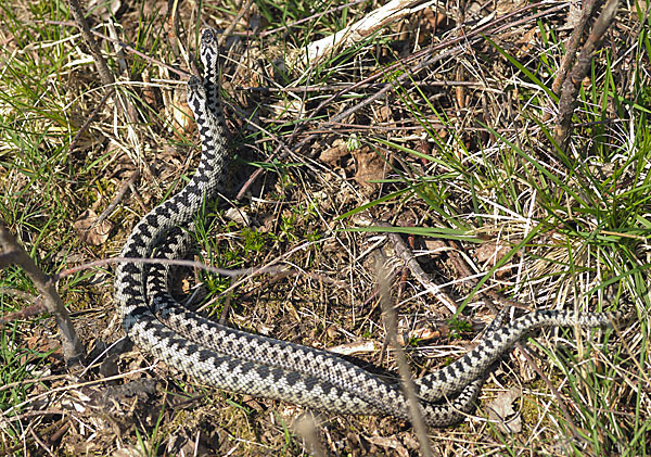 Kreuzotter (Vipera berus)