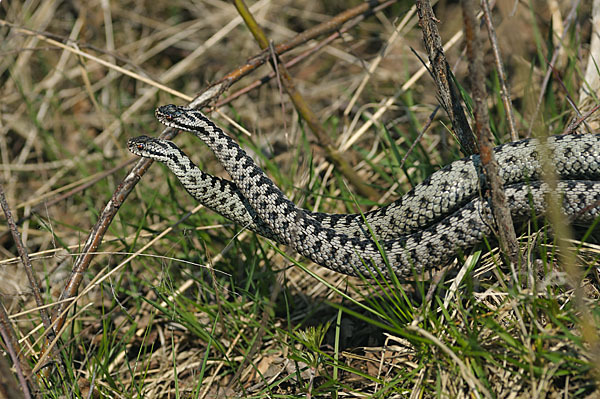 Kreuzotter (Vipera berus)