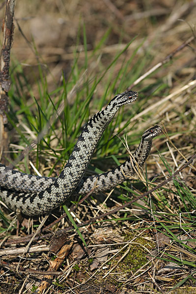 Kreuzotter (Vipera berus)