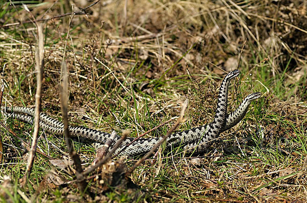 Kreuzotter (Vipera berus)