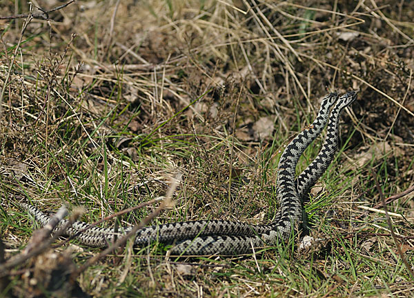 Kreuzotter (Vipera berus)