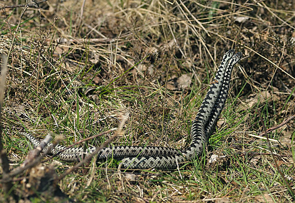 Kreuzotter (Vipera berus)