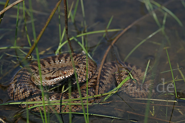 Kreuzotter (Vipera berus)