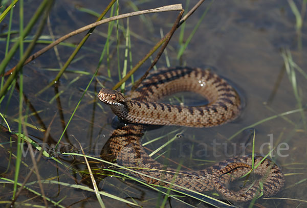 Kreuzotter (Vipera berus)