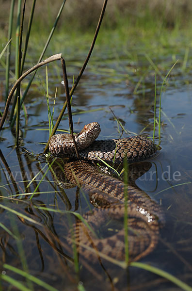 Kreuzotter (Vipera berus)