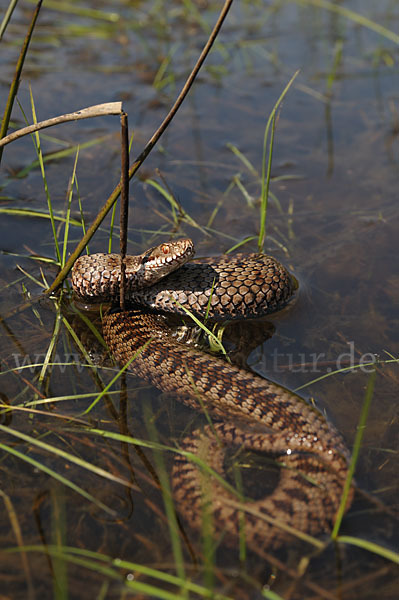 Kreuzotter (Vipera berus)