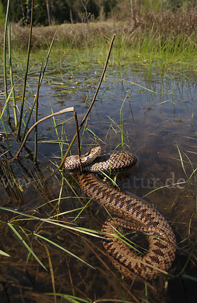 Kreuzotter (Vipera berus)