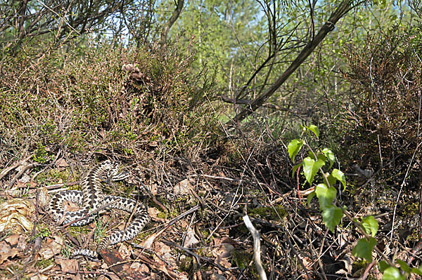 Kreuzotter (Vipera berus)