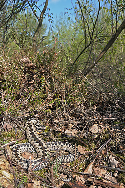 Kreuzotter (Vipera berus)