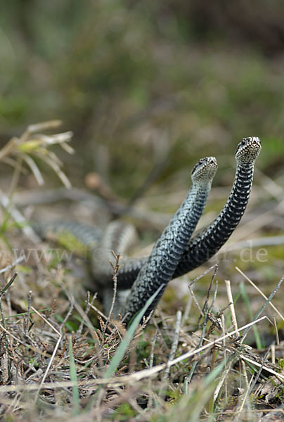 Kreuzotter (Vipera berus)