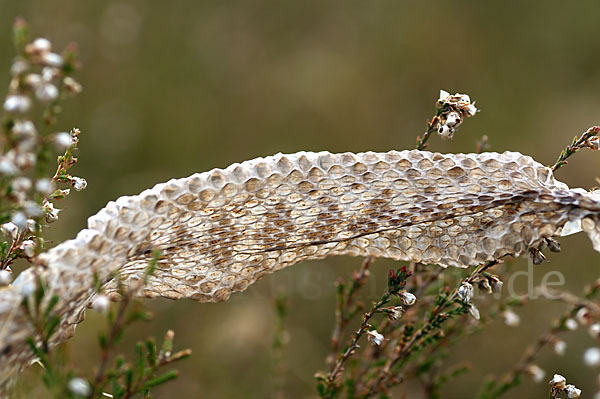 Kreuzotter (Vipera berus)