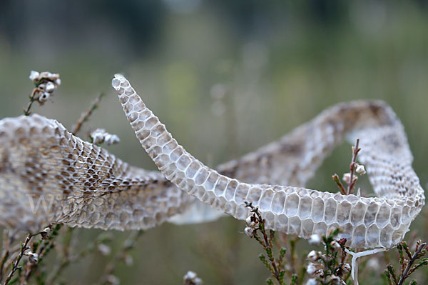 Kreuzotter (Vipera berus)