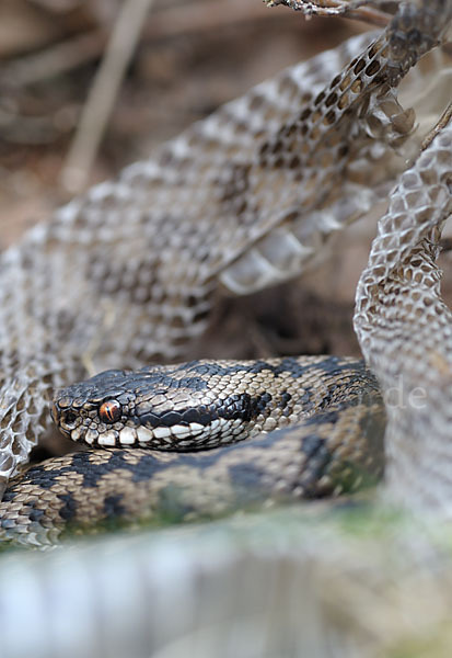 Kreuzotter (Vipera berus)