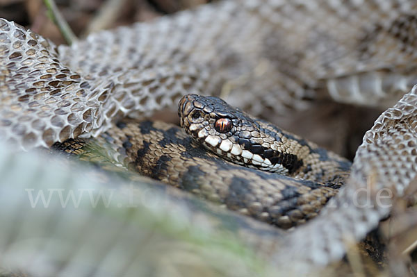 Kreuzotter (Vipera berus)