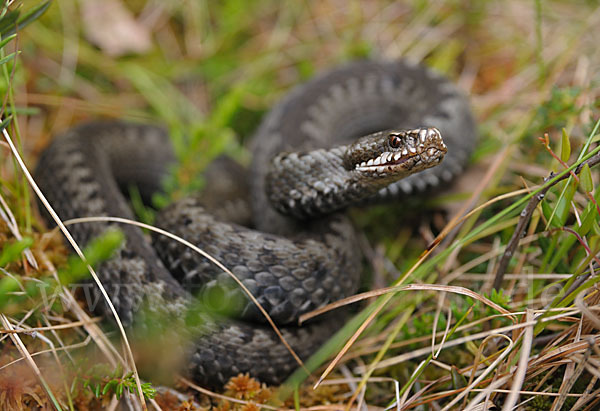 Kreuzotter (Vipera berus)