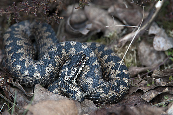 Kreuzotter (Vipera berus)