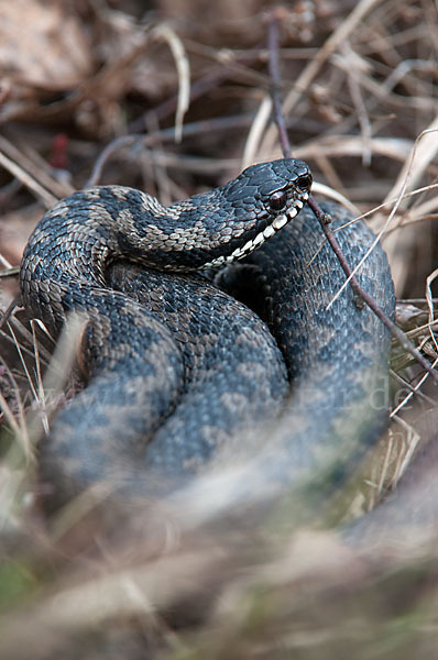 Kreuzotter (Vipera berus)