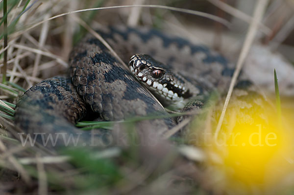 Kreuzotter (Vipera berus)