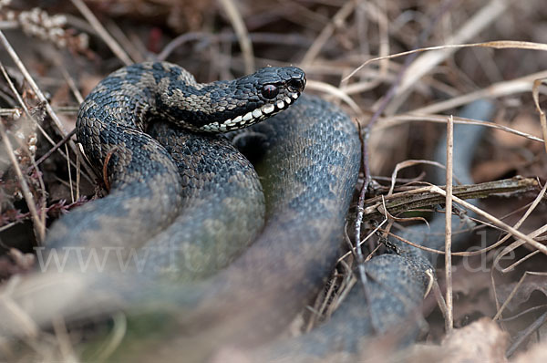 Kreuzotter (Vipera berus)