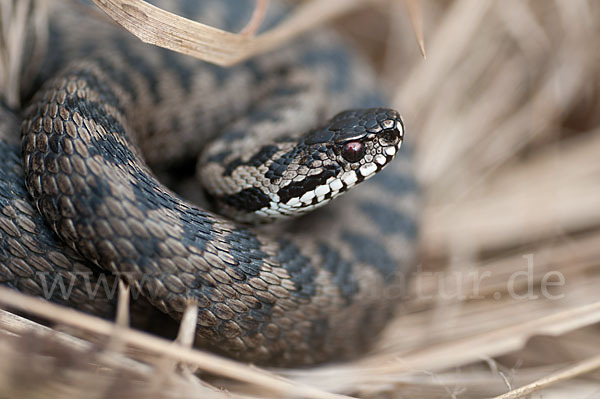 Kreuzotter (Vipera berus)