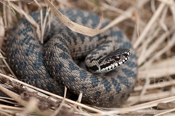 Kreuzotter (Vipera berus)