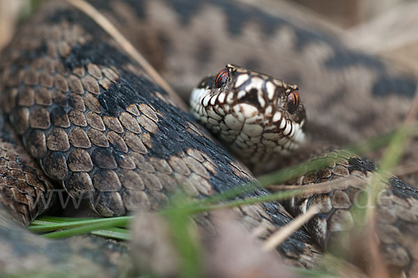 Kreuzotter (Vipera berus)