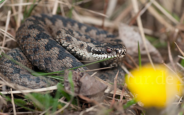 Kreuzotter (Vipera berus)