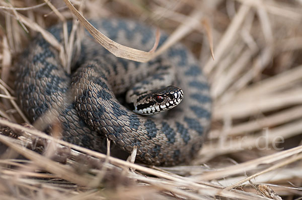 Kreuzotter (Vipera berus)