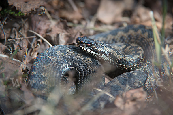 Kreuzotter (Vipera berus)