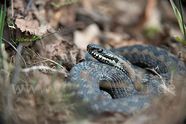 Kreuzotter (Vipera berus)