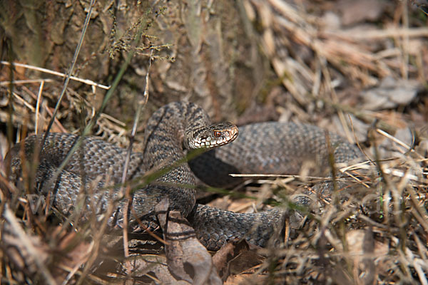 Kreuzotter (Vipera berus)