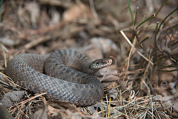 Kreuzotter (Vipera berus)