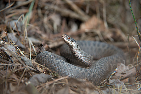 Kreuzotter (Vipera berus)