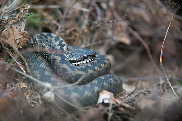 Kreuzotter (Vipera berus)