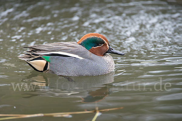 Krickente (Anas crecca)