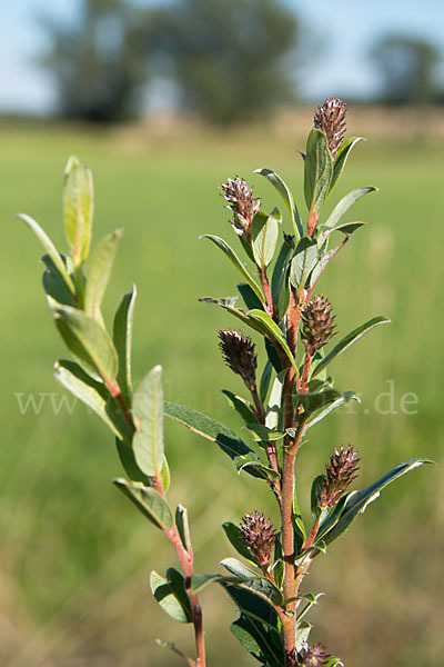 Kriech-Weide (Salix repens)